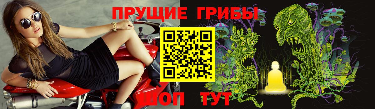 Галлюциногенные грибы Psilocybine cubensis  Лесной  Галлюциногенные грибы Psilocybe 